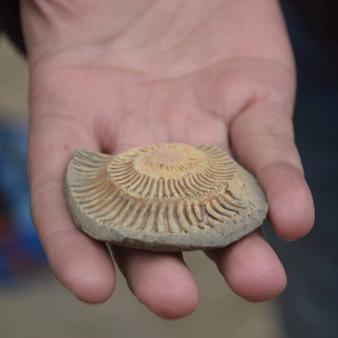 Fossil